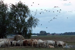 Kraniche und Rinder auf den Boddenwiesen von Ummanz (c) Frank Koebsch (3)