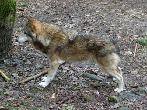 Wölfe im Natur und Umweltpark Güstrow (c) Frank Koebsch (4)