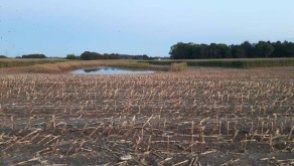 abgeerntete Maisfelder bei Sanitz (c) FRank Koebsch