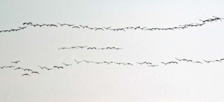 Die ersten Kraniche fliegen zum Darß (c) FRank Koebsch (2)
