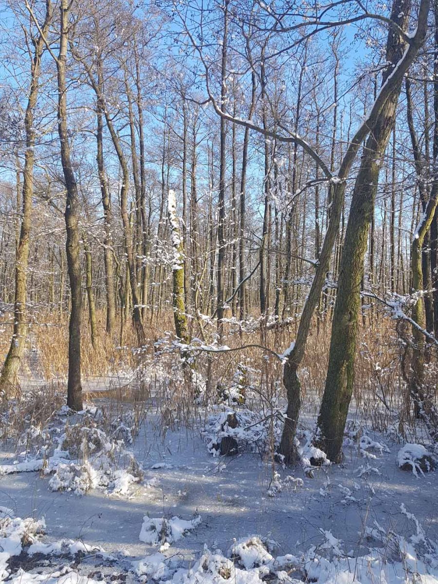 Winterwald an der Peene bei Menzlin (c) FRank Koebsch (1)